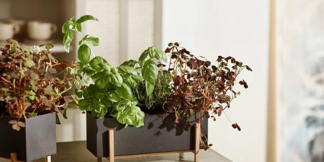 Das kleine Kräuterbeet für die Küche